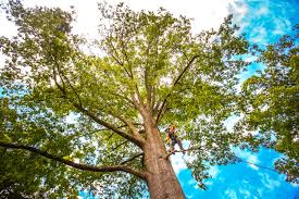 Tree and Shrub Care in Rolling Hills Estates, CA