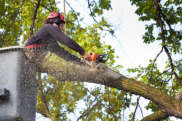 How Our Tree Care Process Works  in  Rolling Hills Estates, CA